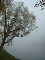 arbre brumeux